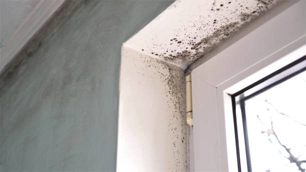 Mold Odor Removal Services in New Hope, MN